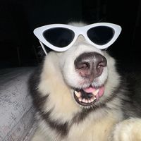 theleehuskiez