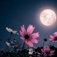 original sound - farzana.akter498