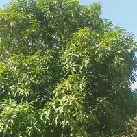 original sound - nawadonka.ree.afgo