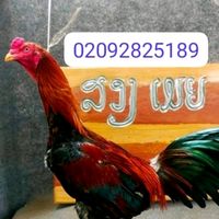 เสียงต้นฉบับ - user02092825189