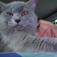 msmiow