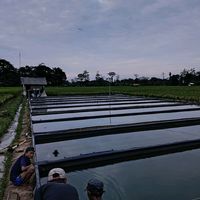 pemuda_budidaya57