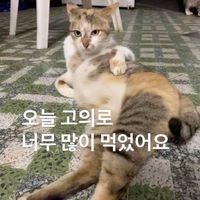 aniyeqqe3