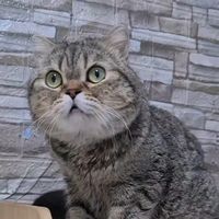jaguar_catfc