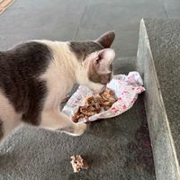 suara asli - ey