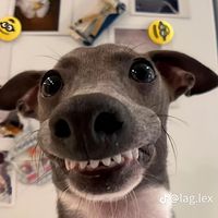 jinghpawnumsha3