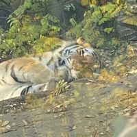 animal_world_bitall