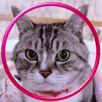 オリジナル楽曲 - クッキー君LOVE🌸💕
