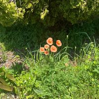 diary_1126