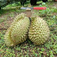 vu_hai_le_durian