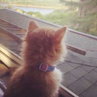 suara asli