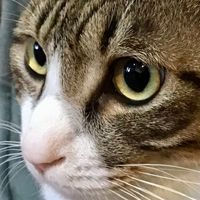 おバカ