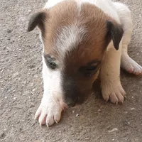 original sound - viszlatnico