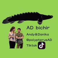 andy_dandan