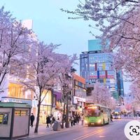 koreanid02