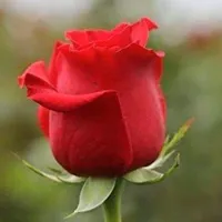 original sound - indah.w01