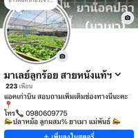 เสียงต้นฉบับ - fighting_fish_thailand2