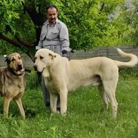 pishdar_dog