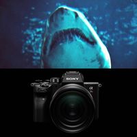 zozo_shark