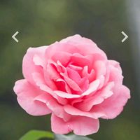 71223714binitabarai