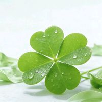 原聲 - 🇹🇼🍀🌹 Jing 🌹🍀