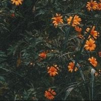 nhạc nền - Cỏ 🍀