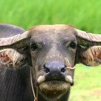 mooaun320