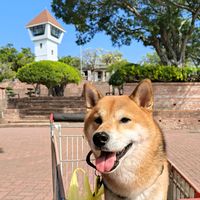 0721shibaharry