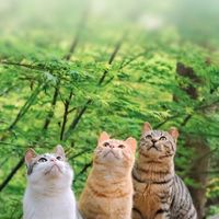 nhạc nền - L I V E & L I F E