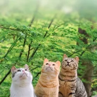 original sound - liveyourlife.official