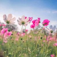 เสียงต้นฉบับ - Very busy