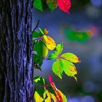 mdsumonahmed_90