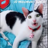 เสียงต้นฉบับ - เเพนด้าเเมวขี้บ่น