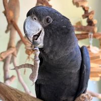 puppytheblackcockatoo