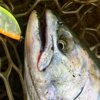asaka_trout