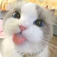 ynaaaa.b