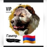 vipgampr