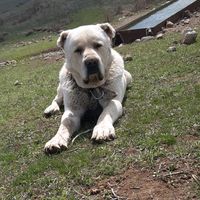 sasun041