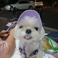 오리지널 사운드 - 💕  로즈 사랑 💕