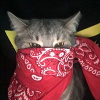 etrfii