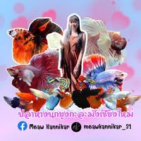 meawkannikar_31