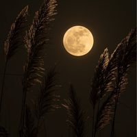 moon452237