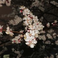 nhạc nền - Reverse🌸