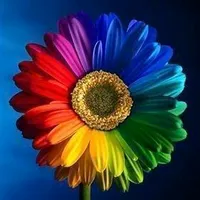 original sound - gerbera888