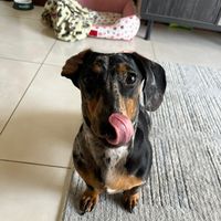 lua_salsicha