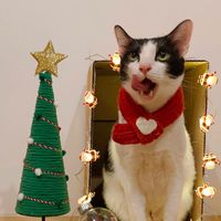 littlecowthecat