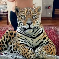 jasmin_333_jasmin