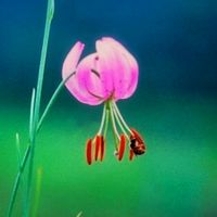 오리지널 사운드 - 🔸️청신향🔸️