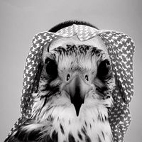 الصوت الأصلي