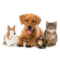 happypets7788